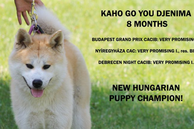 Amaya Puppy Champion!!!