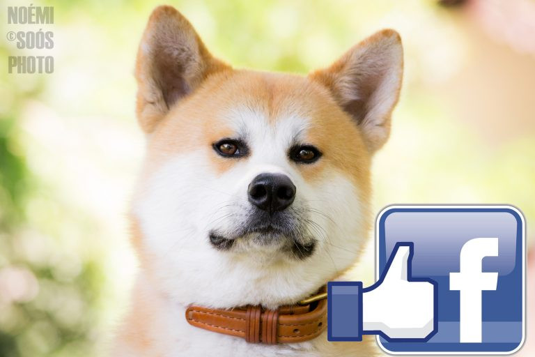Kövessen minket a Facebookon!